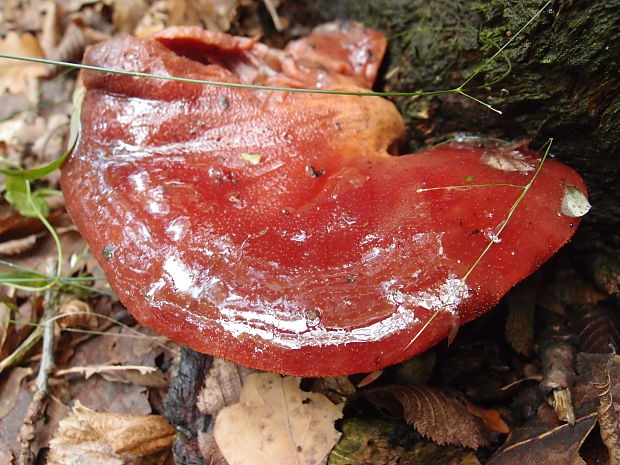 pečeňovec dubový Fistulina hepatica (Schaeff.) With.