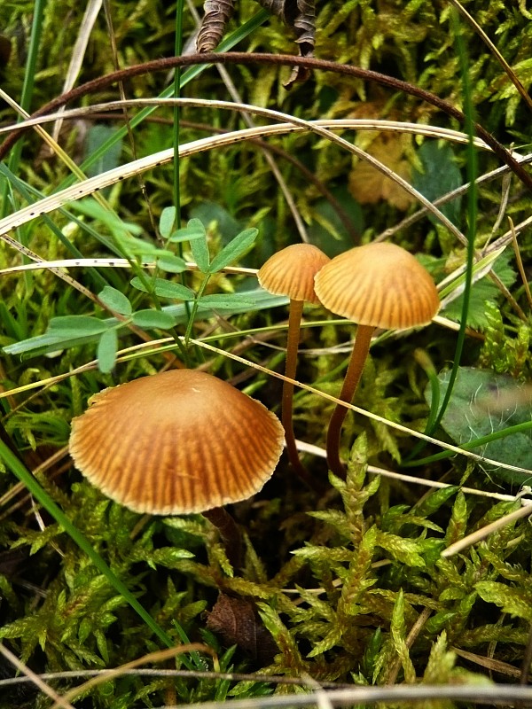 kapucňovka machová Galerina hypnorum (Schrank) Kühner