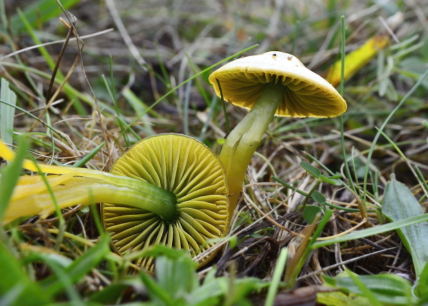 lúčnica žltozelená Gliophorus psittacinus (Schaeff.) Herink