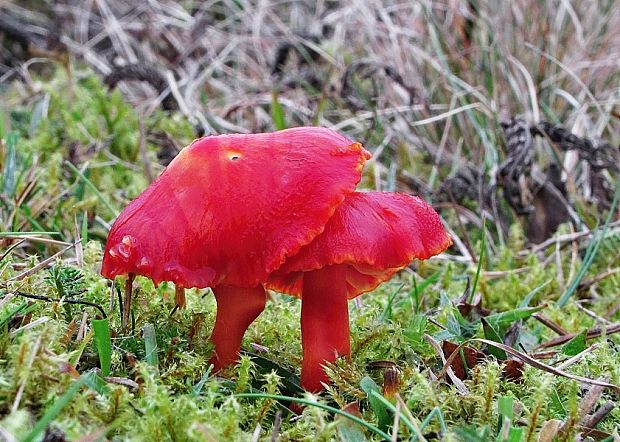 lúčnica šarlátová Hygrocybe coccinea (Schaeff.) P. Kumm.