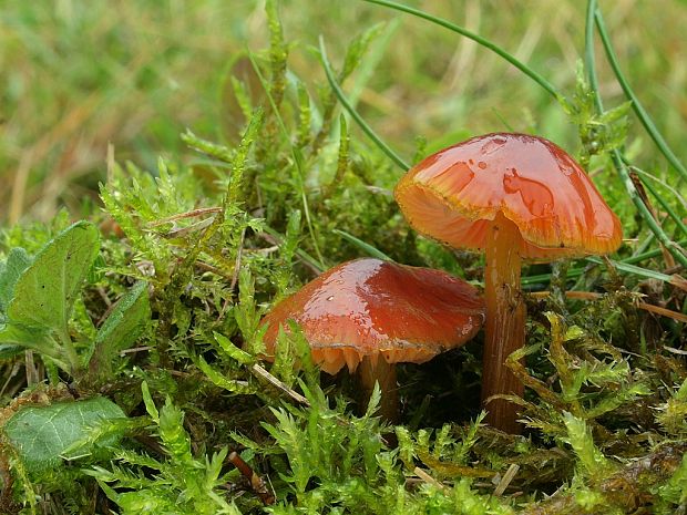 lúčnica Hygrocybe sp.