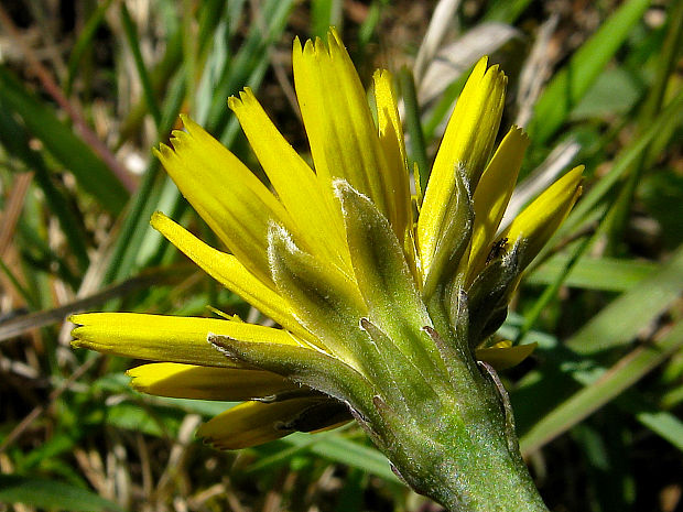 púpavec srstnatý dunajský Leontodon hispidus subsp. danubialis (Jacq.) Simonk.