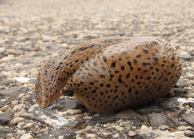 slizniak veľký Limax maximus