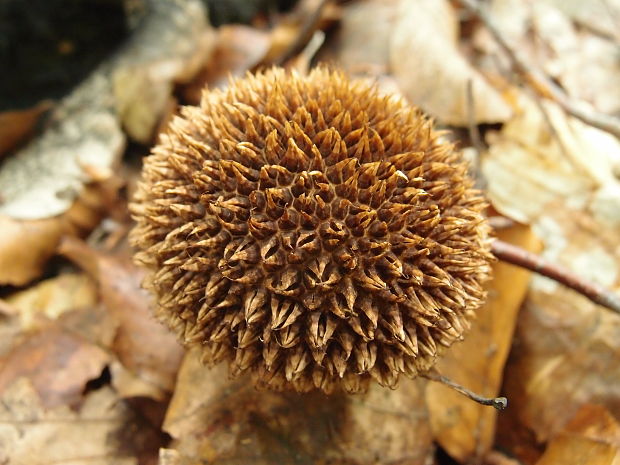 prášnica pichliačová Lycoperdon echinatum Pers.