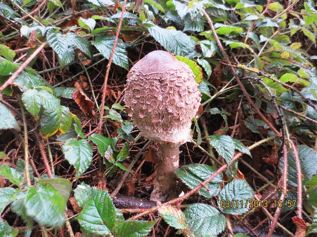 bedľa vysoká Macrolepiota procera  (Scop.) Singer