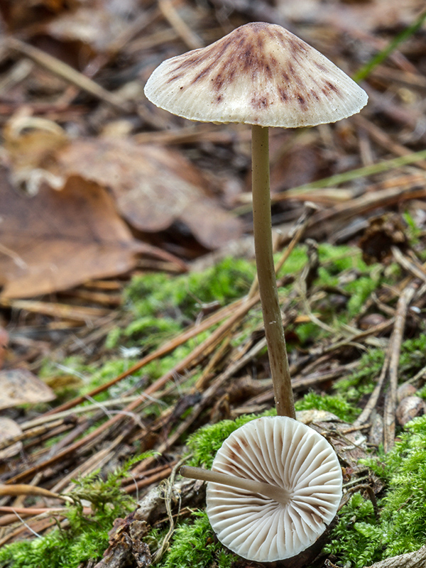 prilbička Mycena sp.