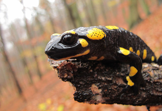 salamandra škvrnitá Salamandra salamandra