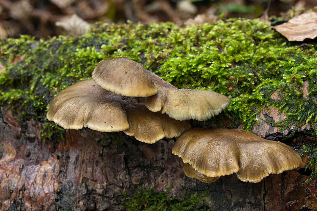 pňovka neskorá Sarcomyxa serotina (Pers.) P. Karst.