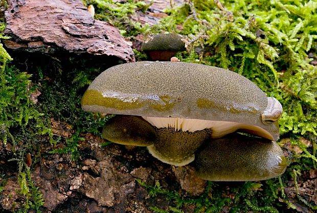 pňovka neskorá Sarcomyxa serotina (Pers.) P. Karst.