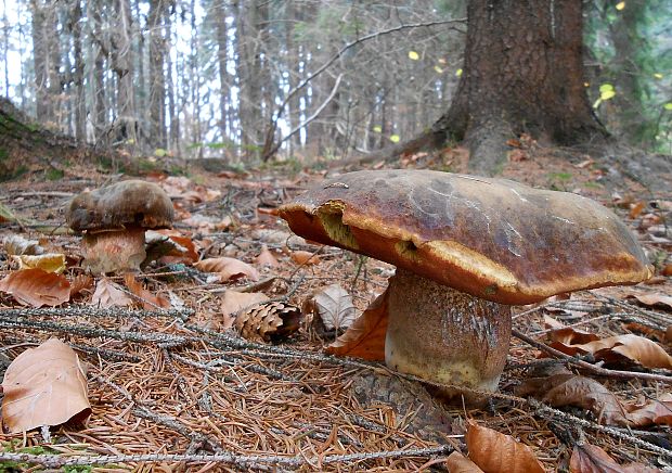 hríb zrnitohlúbikový Sutorius luridiformis (Rostk.) G. Wu & Zhu L. Yang