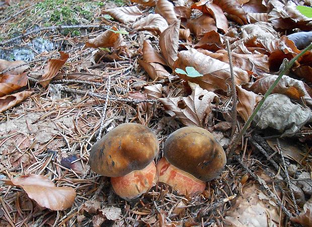 hríb zrnitohlúbikový Sutorius luridiformis (Rostk.) G. Wu & Zhu L. Yang