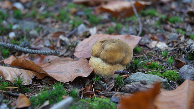 hríb zrnitohlúbikový Sutorius luridiformis (Rostk.) G. Wu & Zhu L. Yang