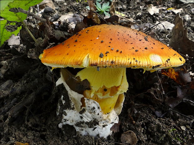 muchotrávka cisárska Amanita caesarea (Scop.) Pers.