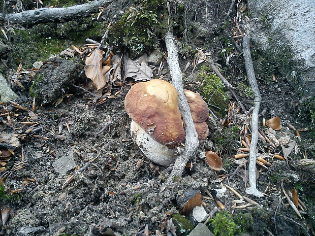 hríb sosnový Boletus pinophilus Pil. et Dermek in Pil.