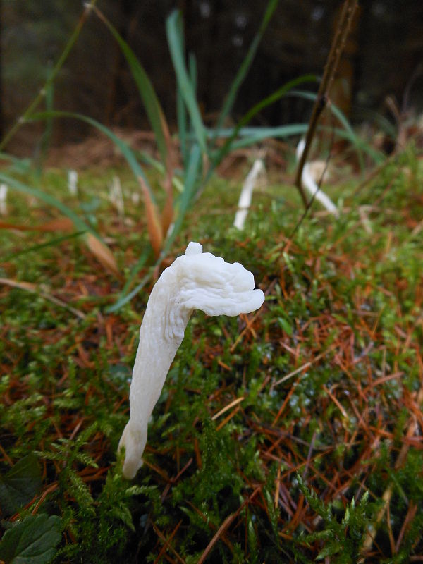 konárovka vráskavá Clavulina rugosa (Bull.) J. Schröt.