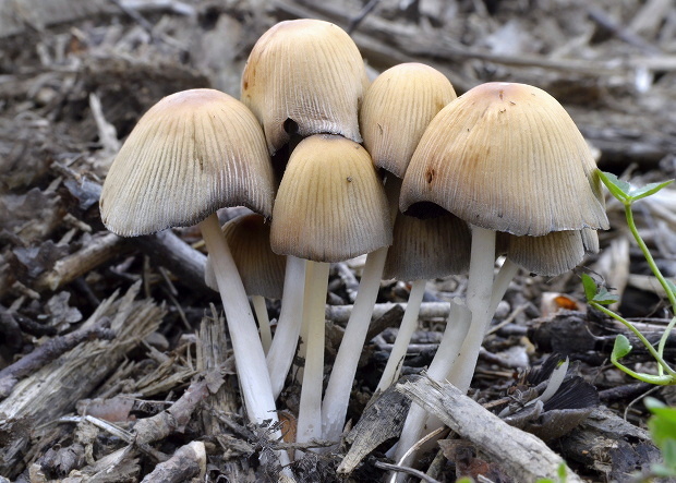 hnojník ligotavý Coprinellus micaceus (Bull.) Vilgalys, Hopple & Jacq. Johnson