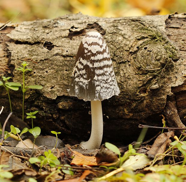 hnojník strakatý Coprinopsis picacea (Bull.) Redhead, Vilgalys & Moncalvo