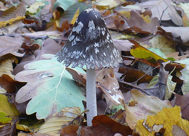 hnojník strakatý Coprinopsis picacea (Bull.) Redhead, Vilgalys & Moncalvo