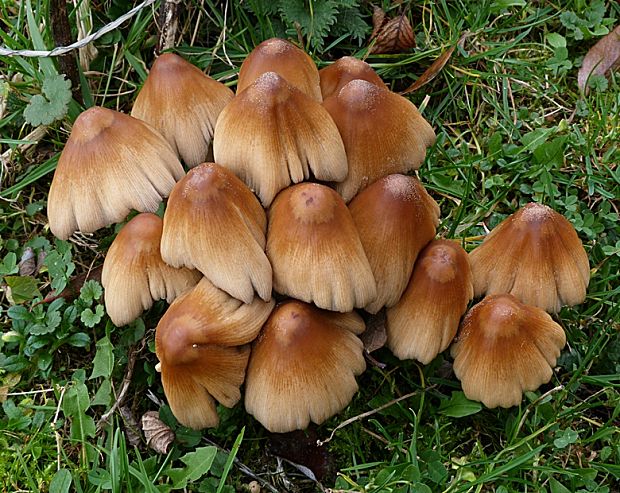 hnojník Coprinus sp.