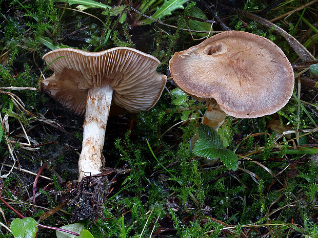 pavučinovec škvrnitý Cortinarius spilomeus (Fr.) Fr.