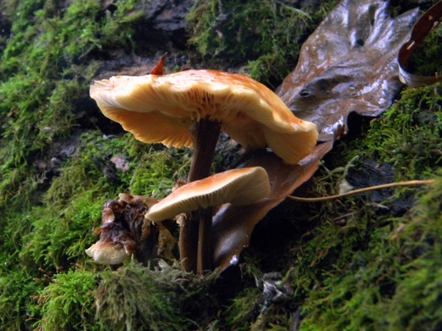 plamienka Flammulina sp.