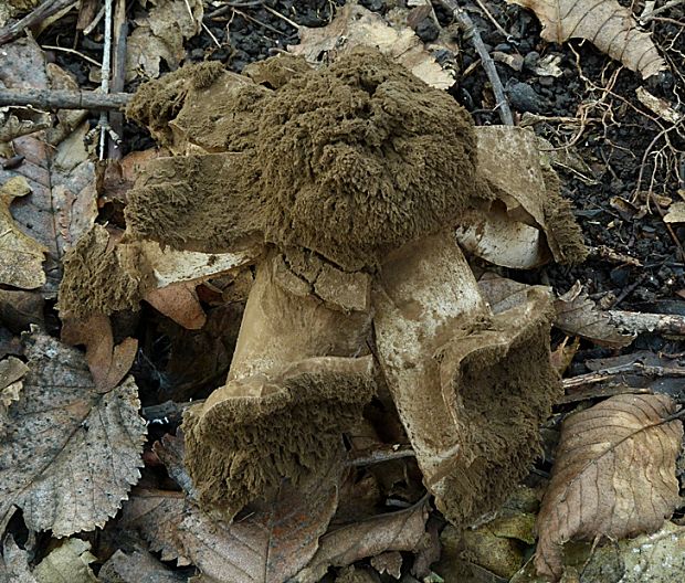 hviezdovka vlasatá Geastrum melanocephalum (Czern.) V.J. Staněk