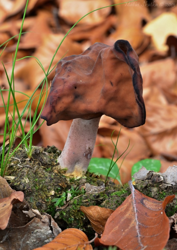 ušiak mitrovitý Gyromitra infula (Schaeff.) Quél.