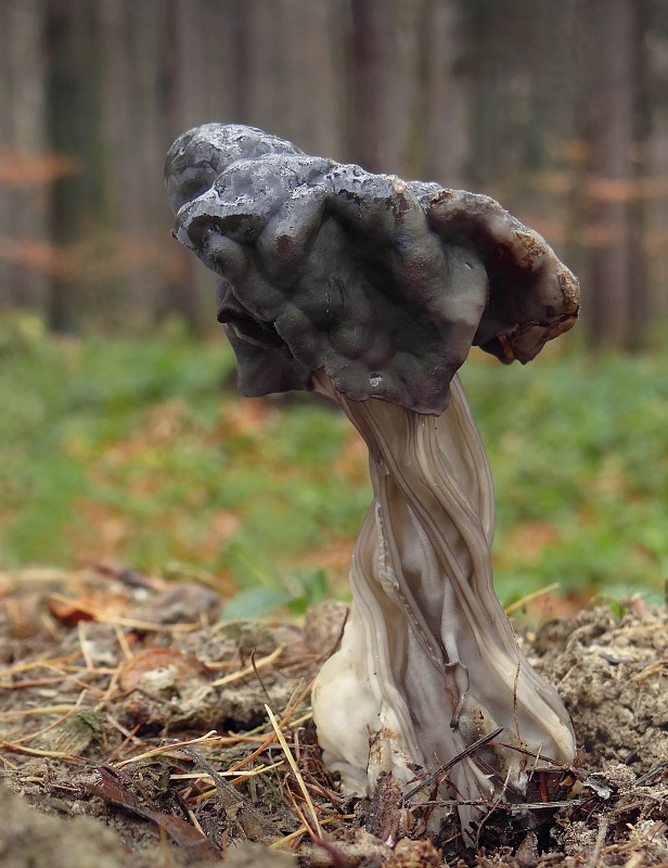 chriapač jamkatý Helvella lacunosa Afzel.