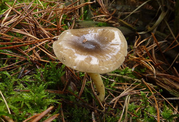 šťavnačka mrazová Hygrophorus hypothejus (Fr.) Fr.