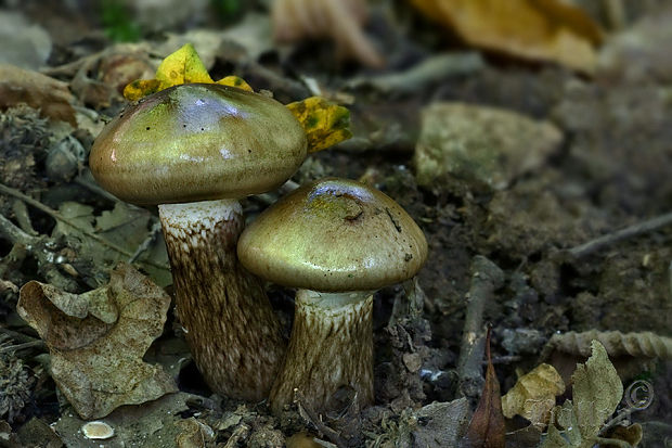 šťavnačka Persoonova Hygrophorus persoonii Arnolds