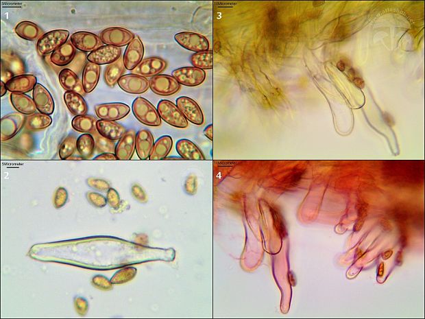 vláknica celistvookrajová Inocybe flocculosa (Berk.) Sacc.