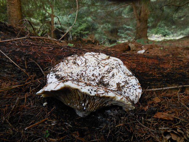 rýdzik korenistý Lactarius piperatus (L.) Pers.