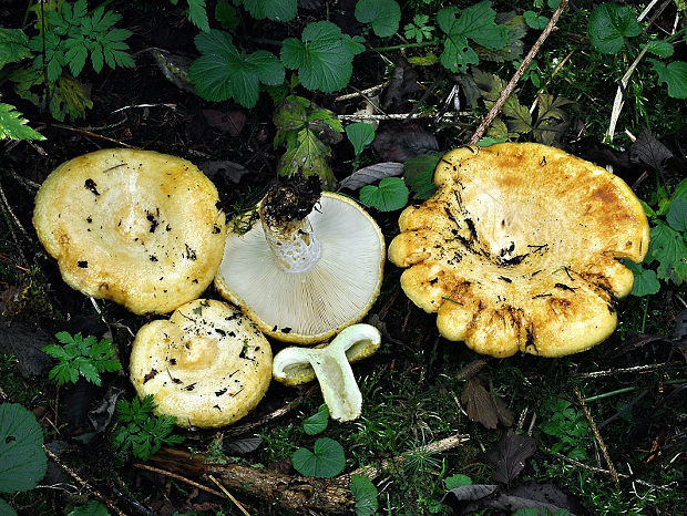 rýdzik rapavý Lactarius scrobiculatus (Scop.) Fr.