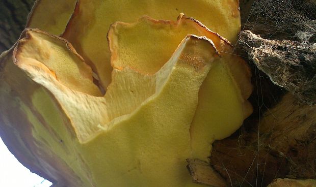 sírovec obyčajný Laetiporus sulphureus (Bull.) Murrill