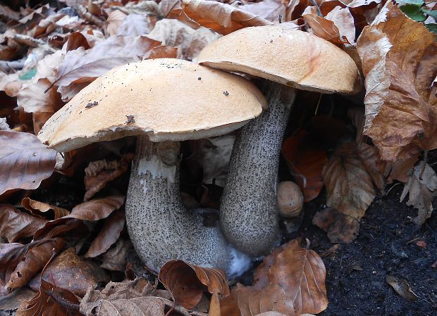 kozák žltooranžový Leccinum versipelle (Fr. & Hök) Snell