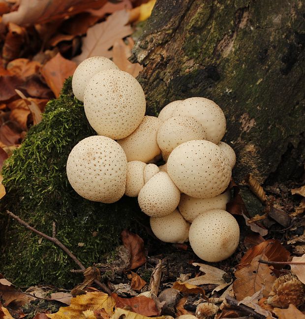 prášnica hruškovitá Lycoperdon pyriforme Schaeff.