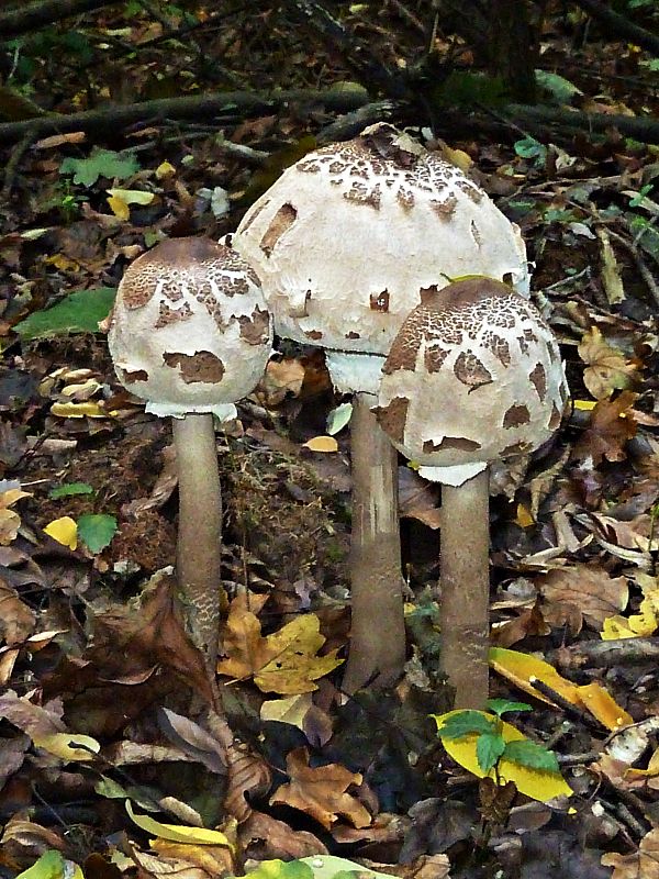 bedľa Macrolepiota sp.