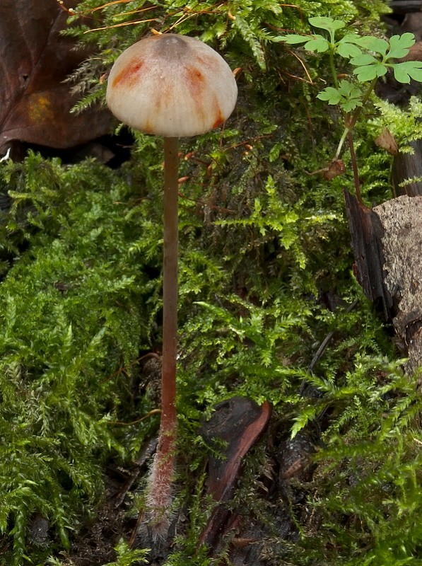 prilbička šafranová Mycena crocata (Schrad.) P. Kumm.