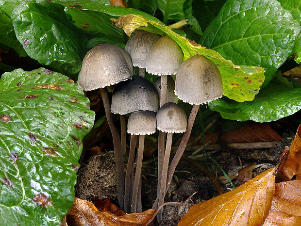 zvoncovec obyčajný Panaeolus papilionaceus (Bull.) Quél.