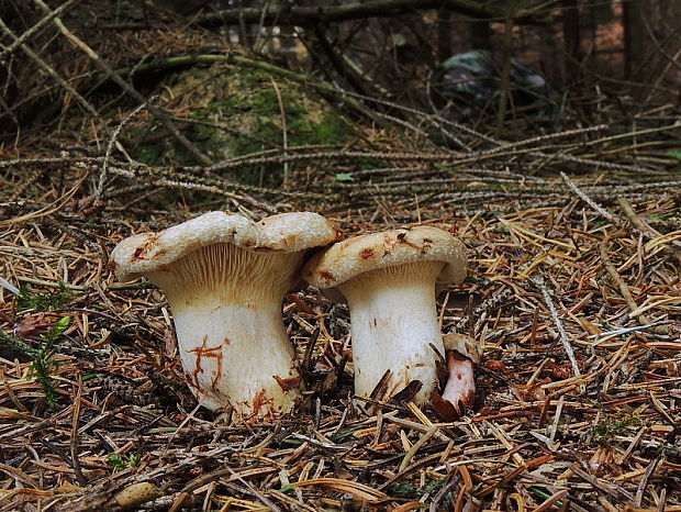 čechračka podvinutá Paxillus involutus (Batsch) Fr.