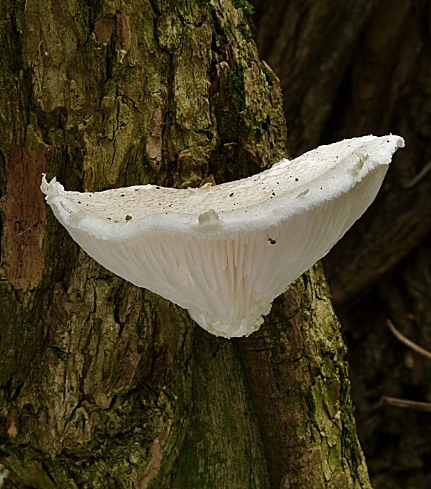 hliva dubová Pleurotus dryinus (Pers.) P. Kumm.