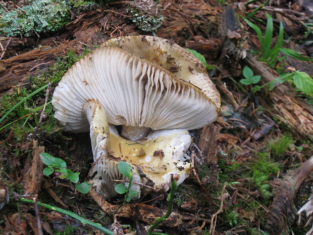 plávka hlinovožltá Russula ochroleuca Fr.