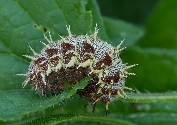 babôčka admirálska Vanessa atalanta