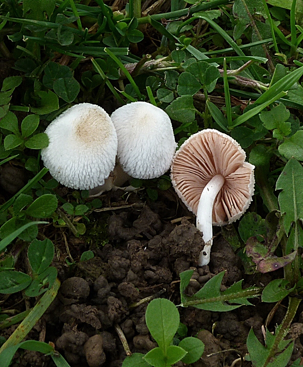 pošvovec malý Volvariella pusilla (Pers.) Singer