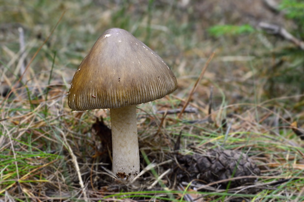 muchotrávka pošvatá Amanita vaginata (Bull.) Lam.