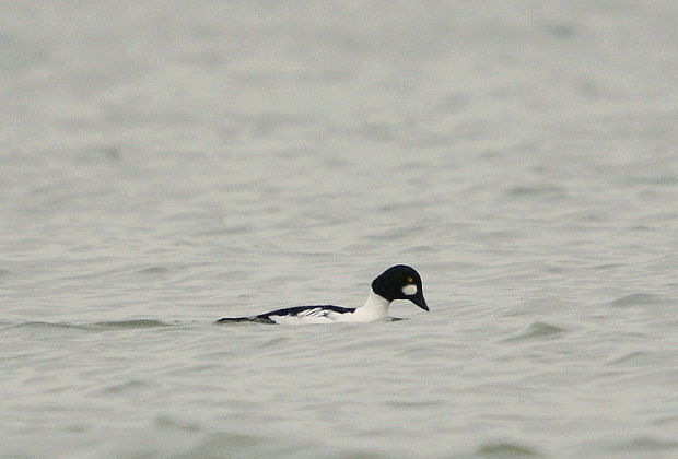 hlaholka severská Bucephala clangula