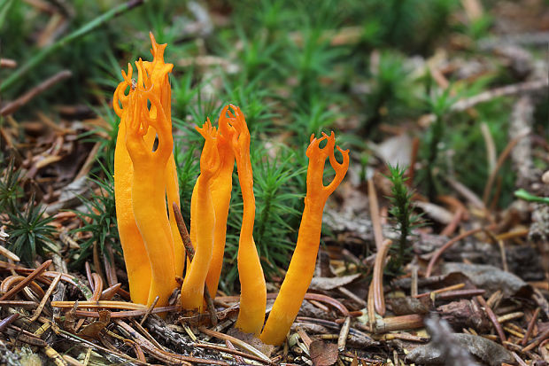 parôžkovec lepkavý Calocera viscosa (Pers.) Fr.