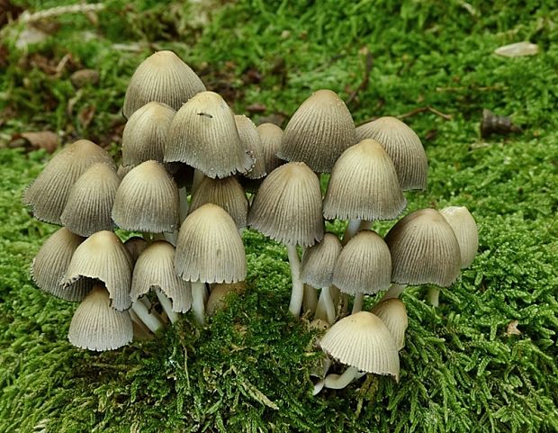 hnojník Coprinus sp.