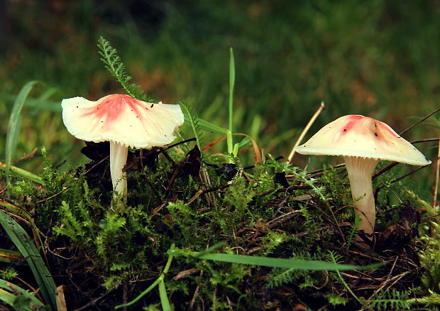 lúčnica snehobiela Cuphophyllus virgineus (Wulfen) Kovalenko