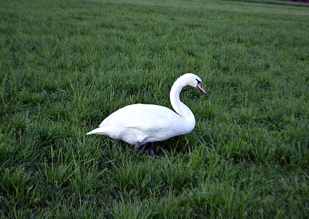 labuť hrbozoba Cygnus olor